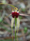 Caladenia huegelii