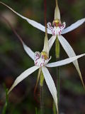 Caladenia incensa