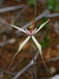 Caladenia incensa × Caladenia roei