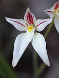 Caladenia lateritica
