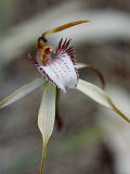 Caladenia leucochila