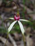 Caladenia longicauda × Caladenia lorea