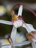 Caladenia longicauda × Caladenia pendens