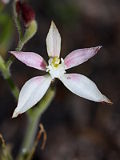 Caladenia marginata