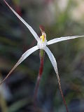 Caladenia microchila