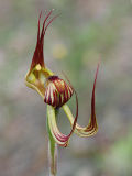 Caladenia multiclavia