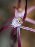 Caladenia occidentalis