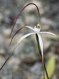 Caladenia paradoxa