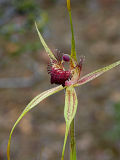 Caladenia pectinata