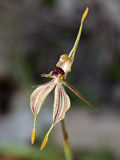Caladenia plicata