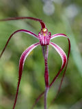 Caladenia pulchra