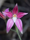 Caladenia rosea