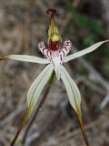 Caladenia varians × Caladenia sp.
