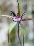 Caladenia swartsiorum × Caladenia sp.