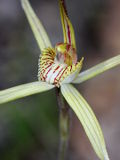 Caladenia straminichila