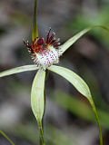 Caladenia swartsiorum