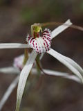 Caladenia varians