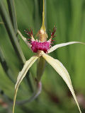 Caladenia viridescens