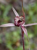 Caladenia wanosa