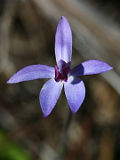 Cyanicula amplexans