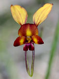 Diuris cruenta