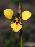 Diuris laevis