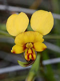 Diuris oraria