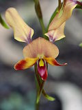 Diuris ostrina