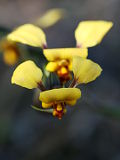 Diuris refracta