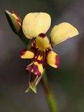 Diuris segregata
