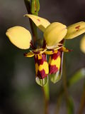 Diuris septentrionalis