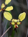 Diuris sp.