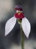 Eriochilus scaber