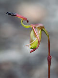 Paracaleana ferricola