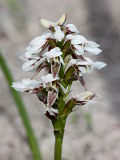 Prasophyllum cucullatum