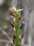 Prasophyllum drummondii