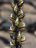 Prasophyllum elatum