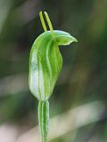 Pterostylis brevisepala