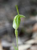 Pterostylis crispula