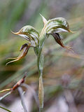Pterostylis frenchii