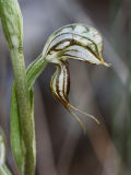 Pterostylis leptochila