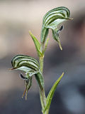 Pterostylis occulta