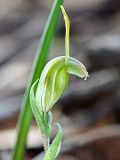 Pterostylis platypetala