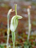 Pterostylis setulosa