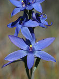 Thelymitra crinita × Thelymitra macrophylla