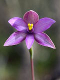 Thelymitra spiralis