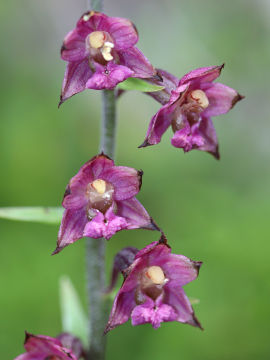 Epipactis atrorubens