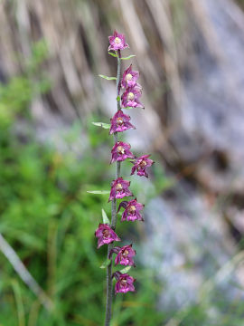 Epipactis atrorubens
