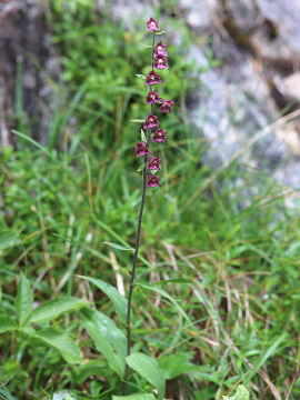 Epipactis atrorubens
