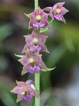 Epipactis atrorubens
